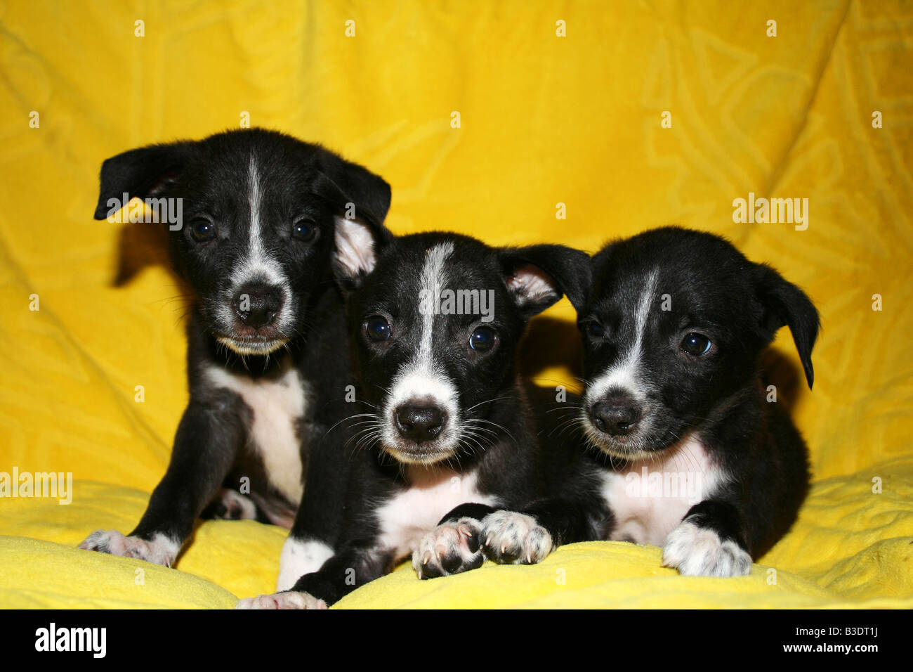 triplet 'potcake' puppies up for adoption. Stock Photo
