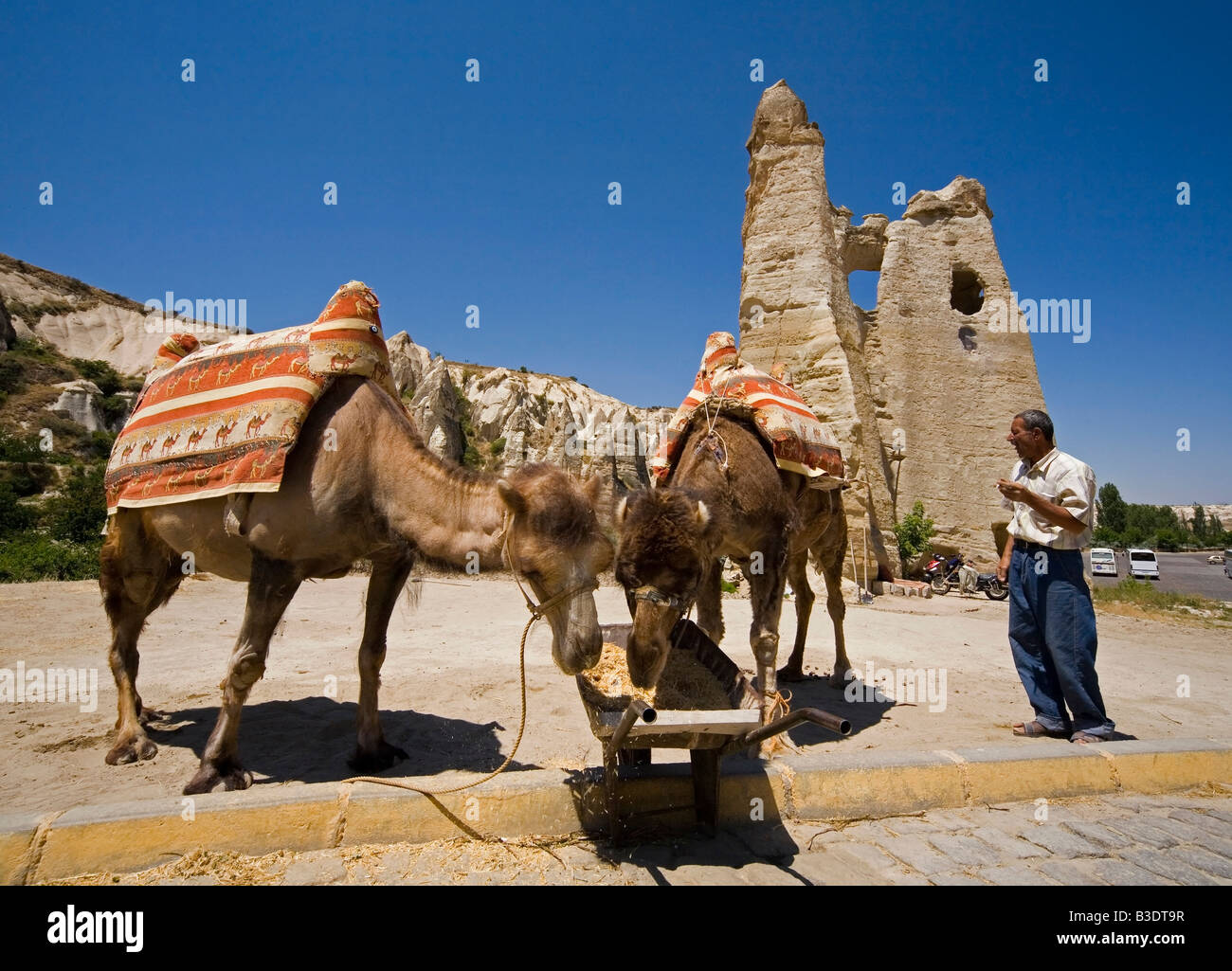 Camel Cappadocia Turkey Stock Photo - Alamy