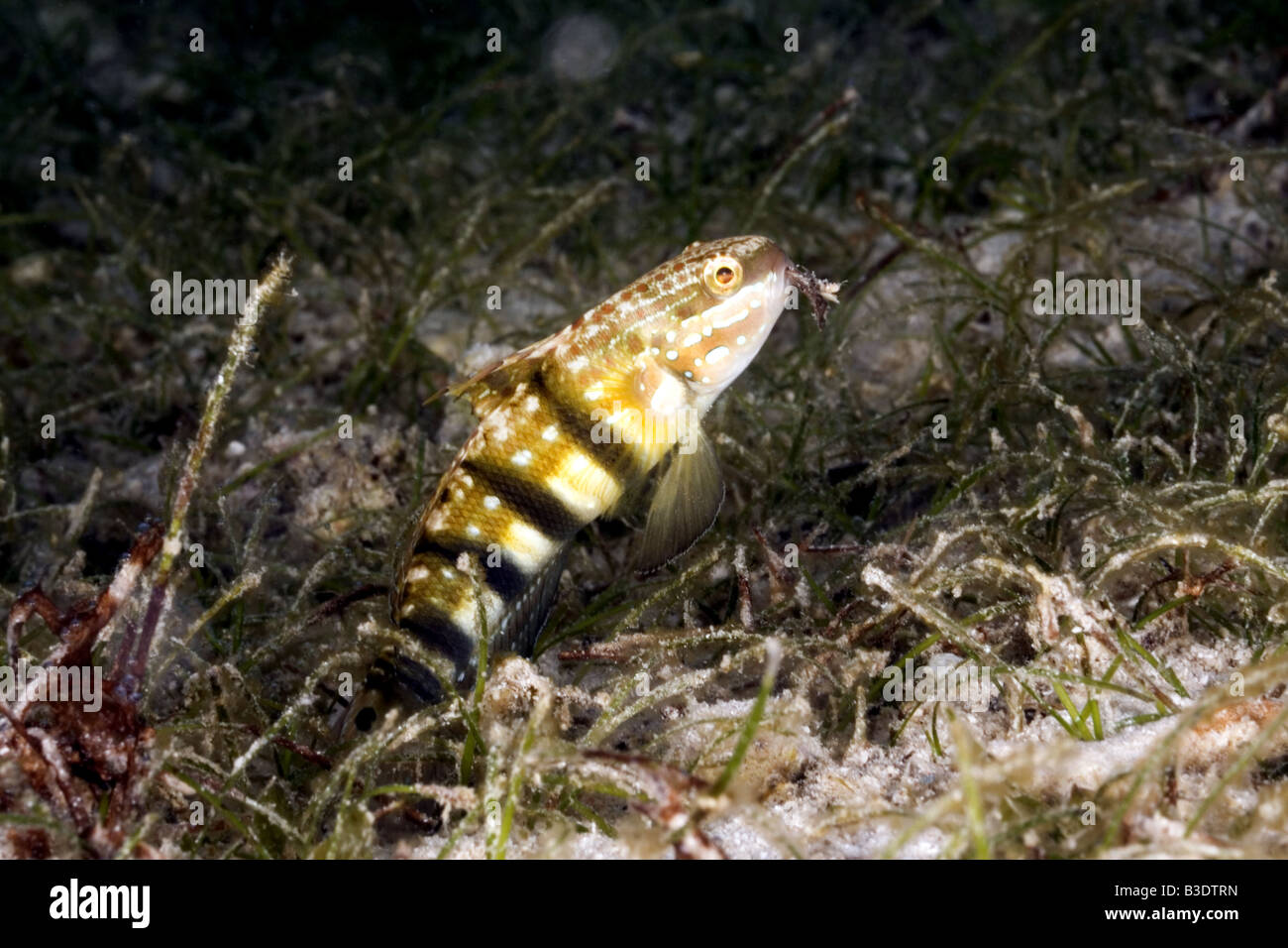 Goby feeding on sea grass in shallow water Stock Photo