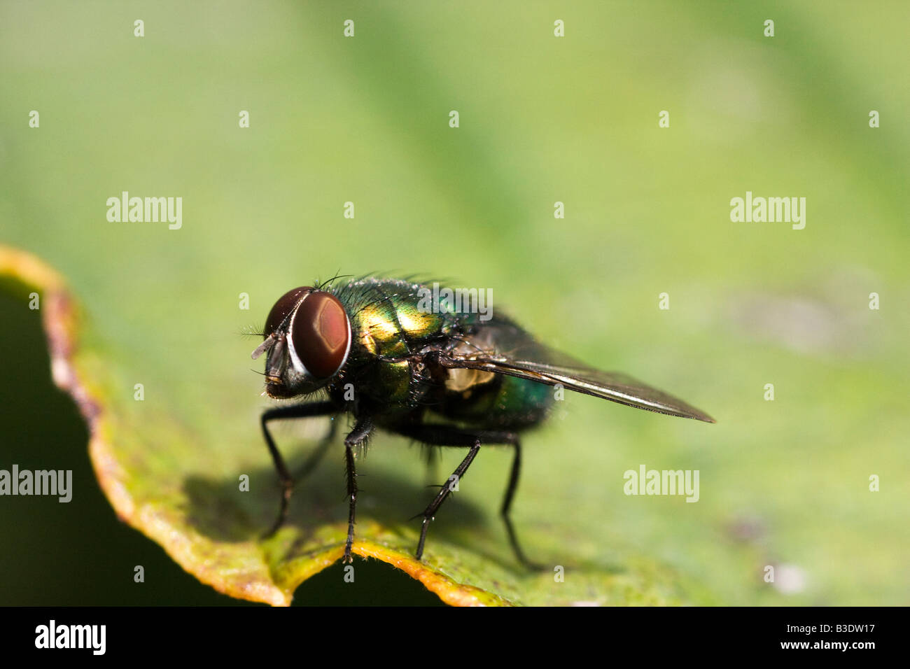 A closeup of a common green bottle fly Lucilia sericata Stock Photo