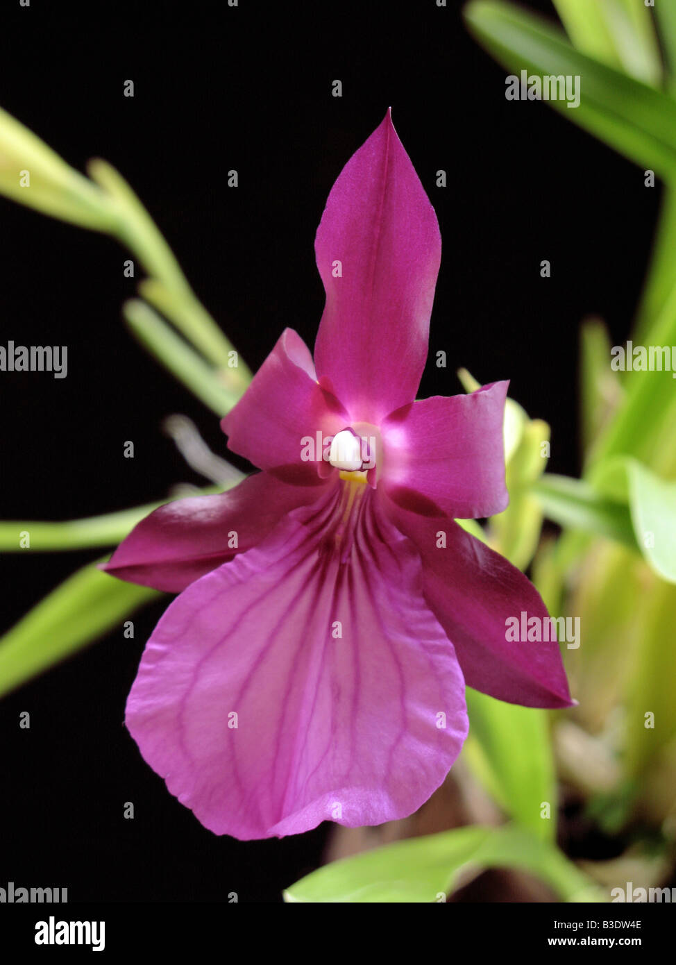 MIltonia purple orchid Stock Photo