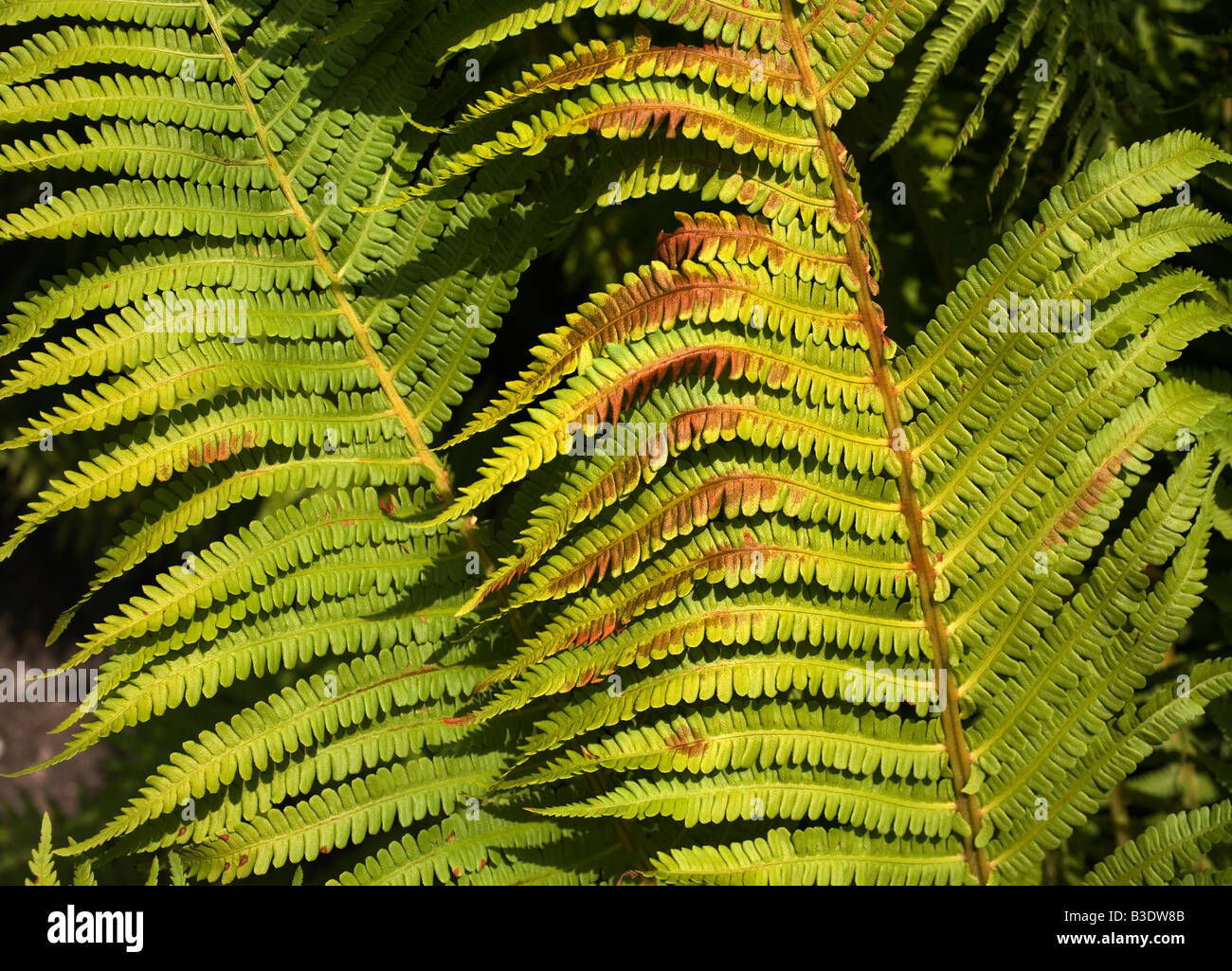 Perfect Ferns High Resolution Stock Photography and Images - Alamy