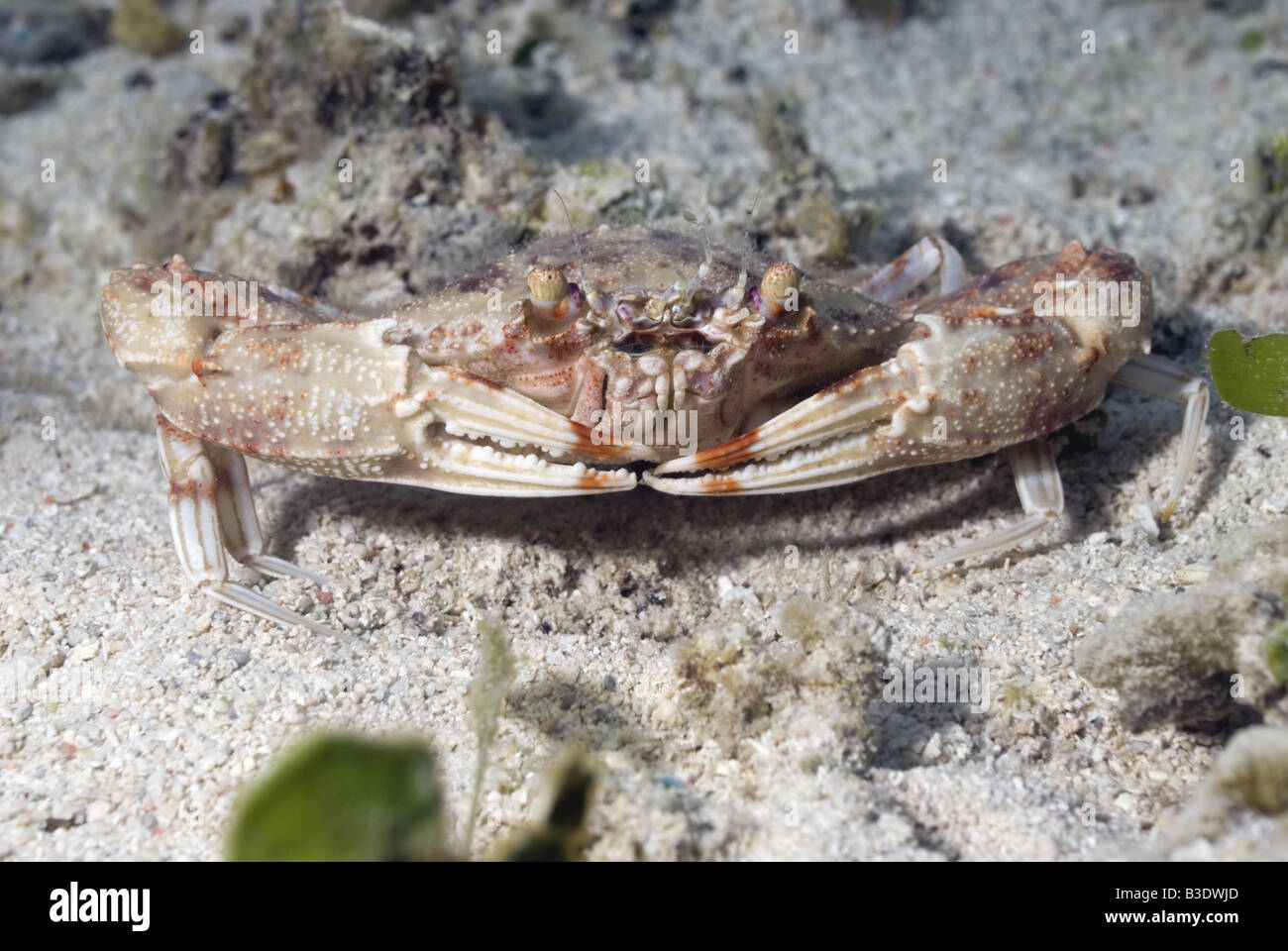 Swimming crab sitting among the sea grass in shallow water Stock Photo