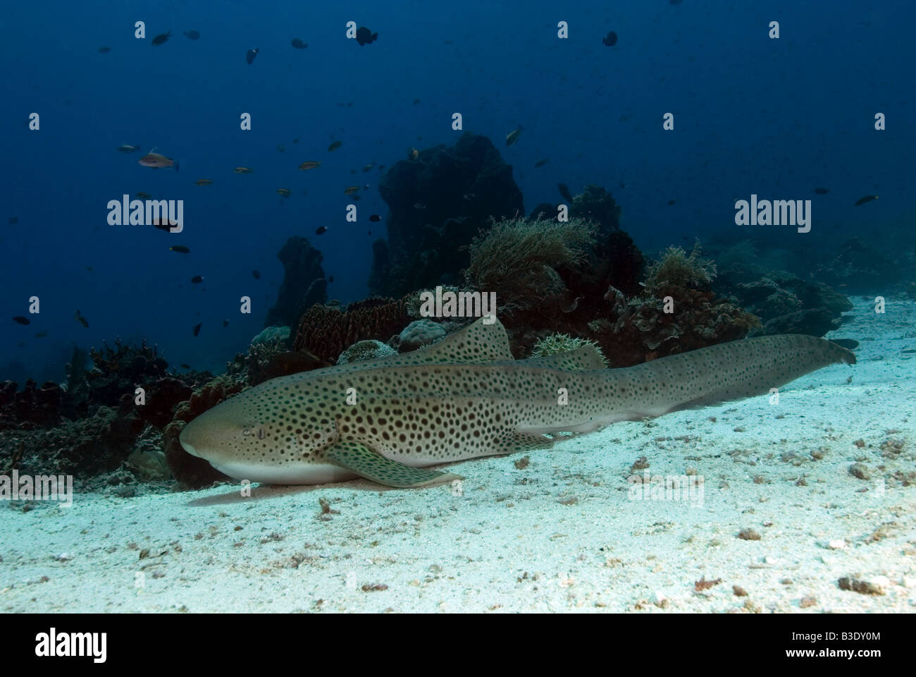 Leopard shark lying on the bottom under water Stock Photo