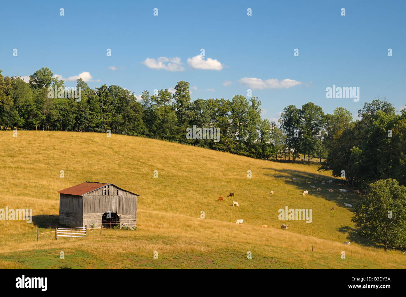 A pastoral American cattle farm scenic in Grainger County, Tennessee, USA in July. Stock Photo