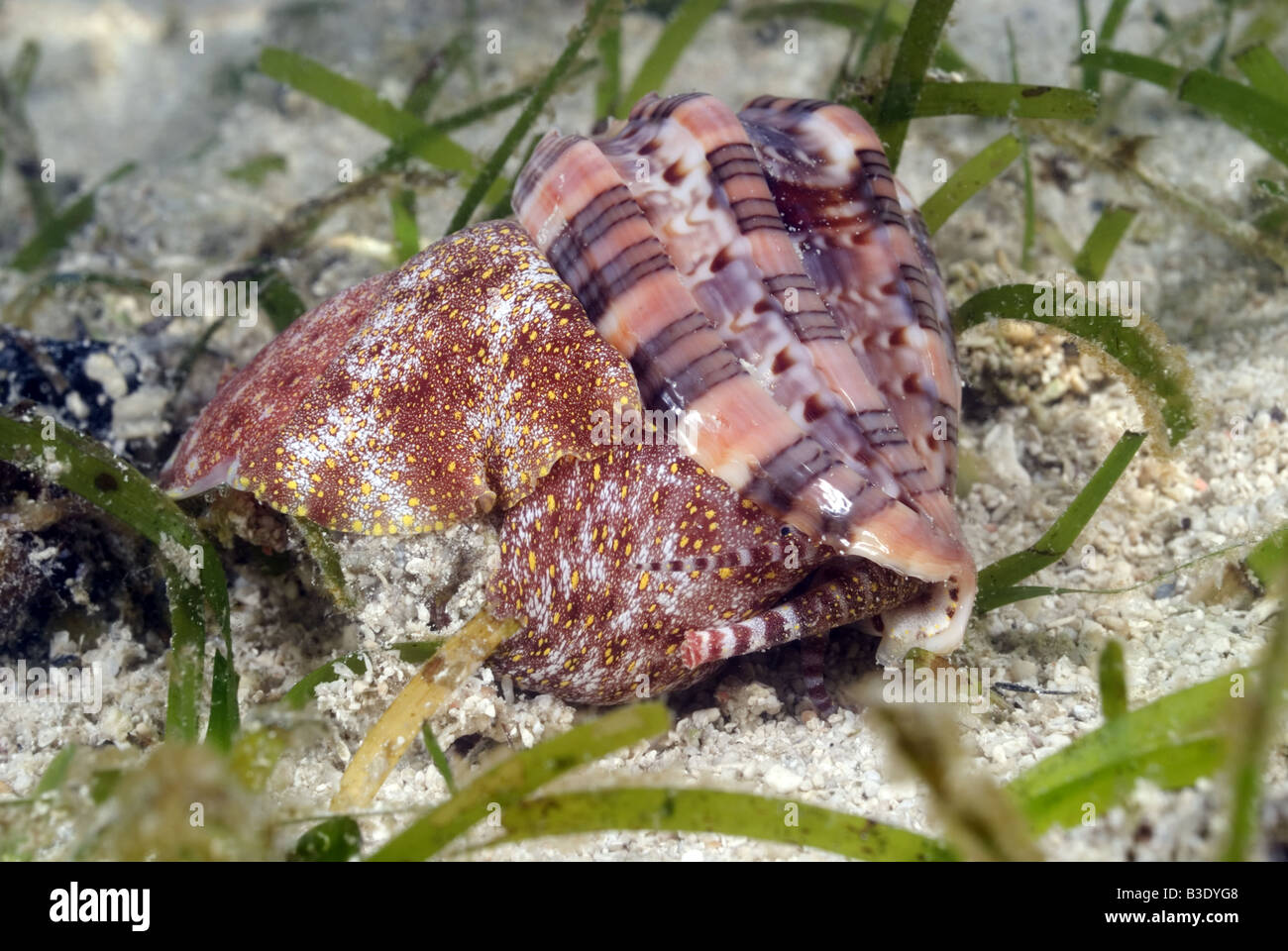 Harp snail shell catching prey among the sea grass in shallow water Stock Photo