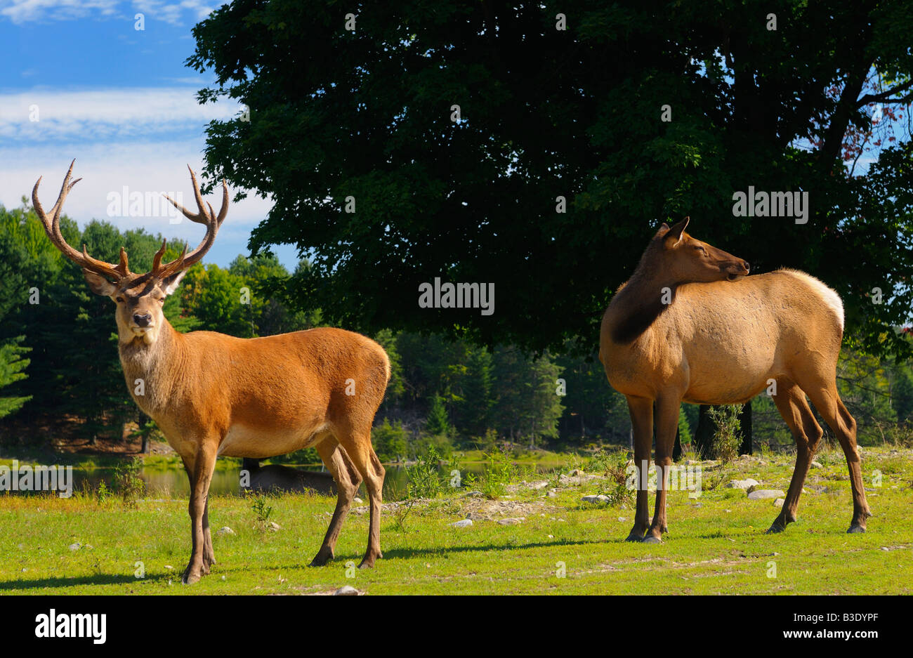 Male Red Deer stag and Female Elk in Park Omega Quebec nature preserve Stock Photo