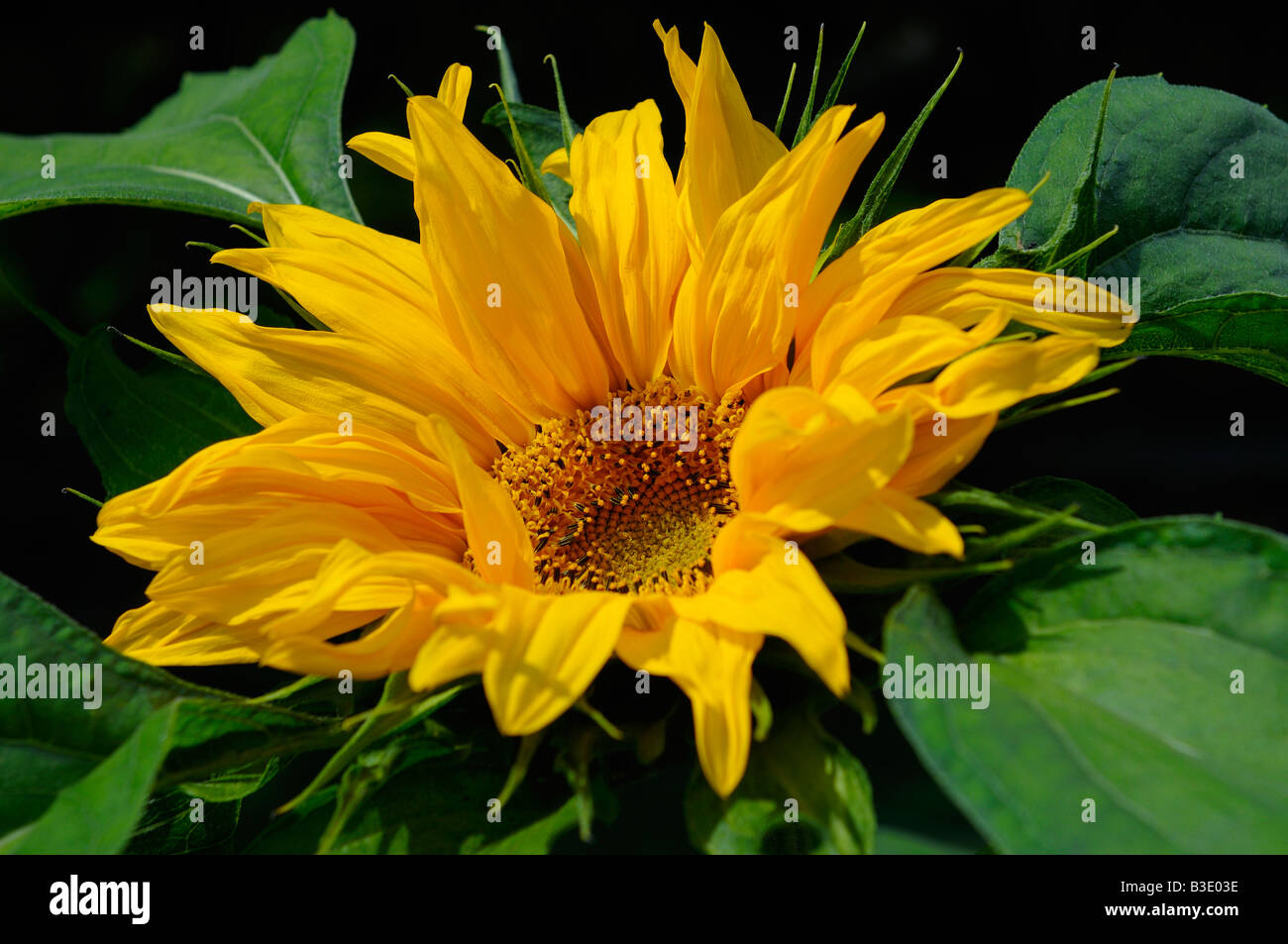 Bright yellow sunflower against a dark shade background Stock Photo
