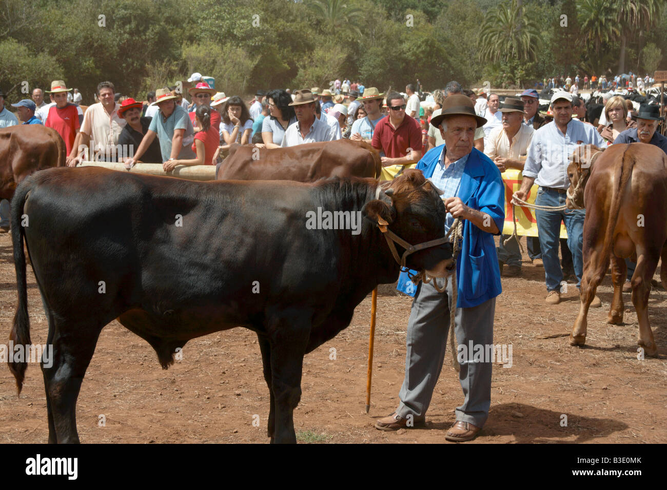 Spanish farmers with bulls in judging ring at agricultural show on Gran Canaria in the Canary Islands. Stock Photo