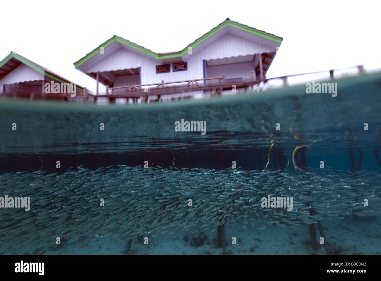 Fish swimming under the jetty under water and the rooms built on stilts
