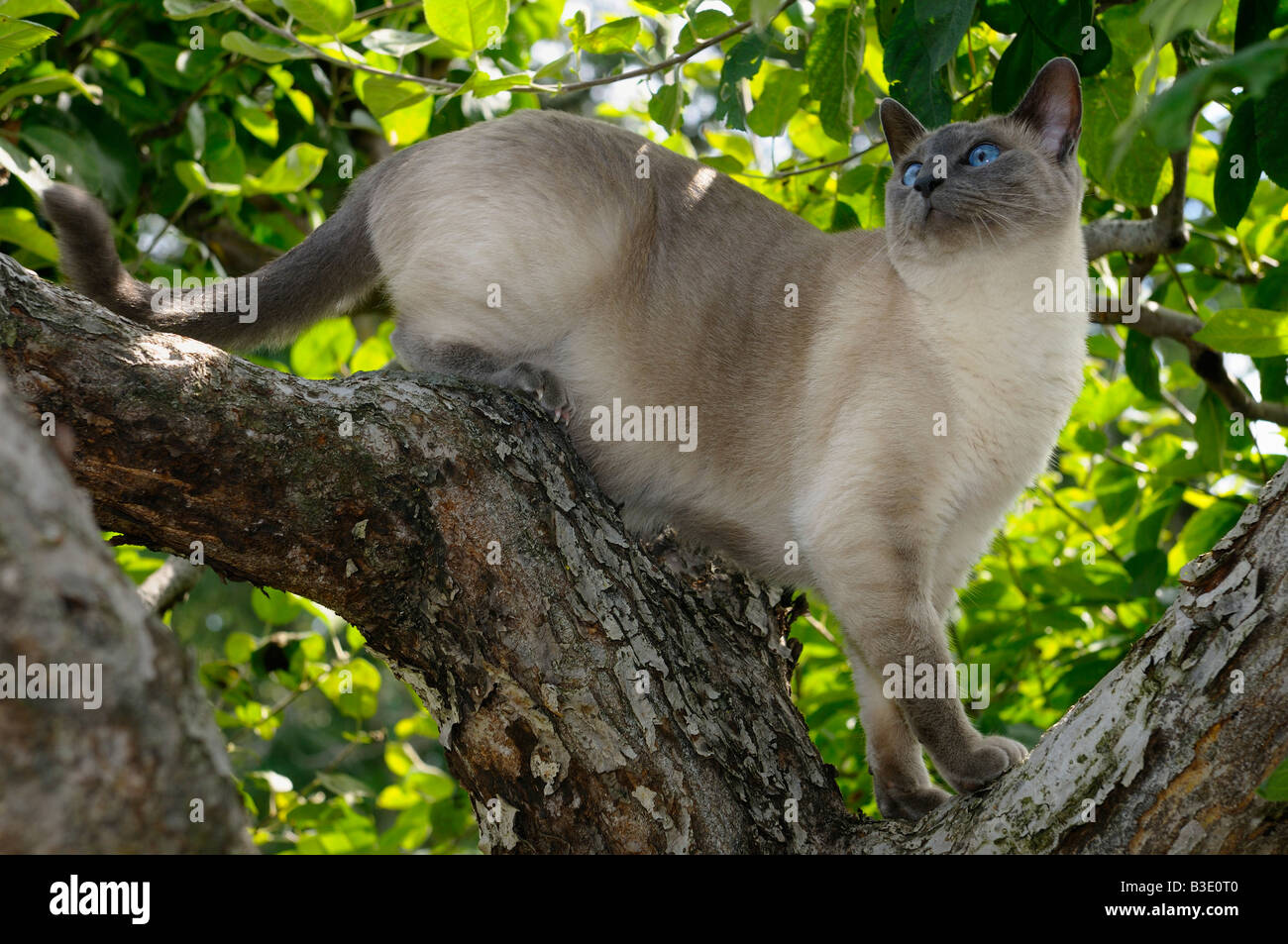 Blue Point Siamese cat looking up while climbing an apple tree Stock Photo Alamy
