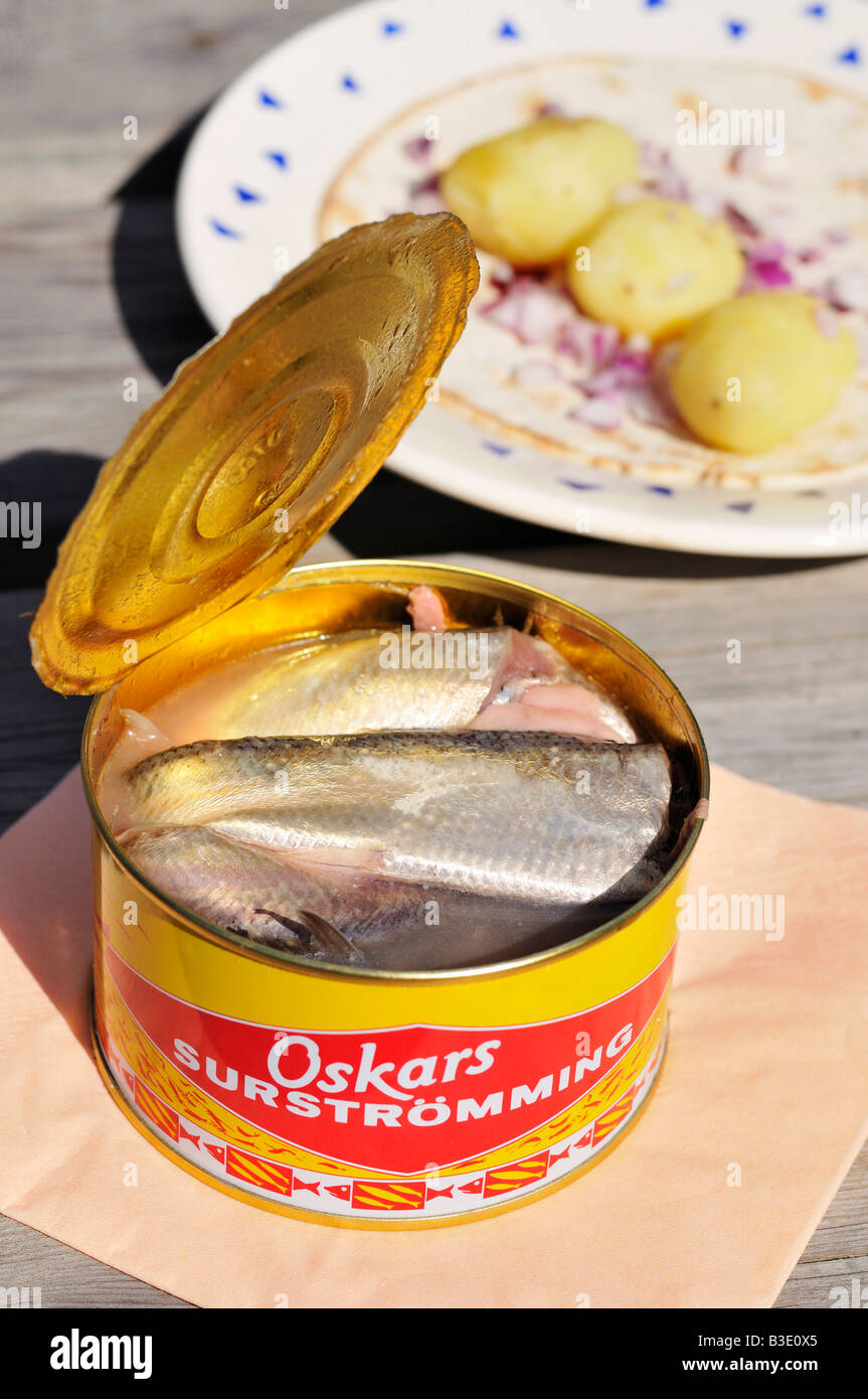 Surstromming Fermented baltic herring a Swedish delicacy Stockholms Lan Sweden August 2008 Stock Photo