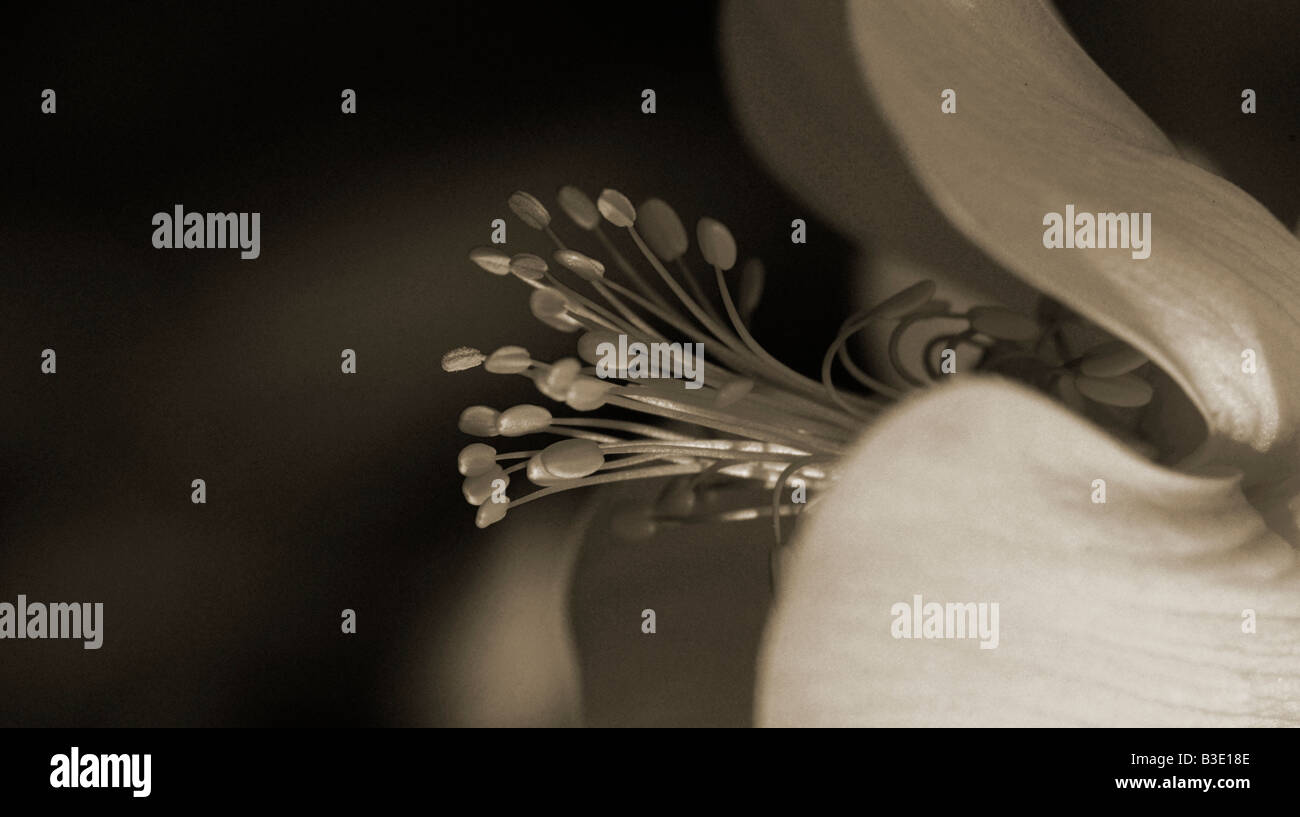 Sepia fine art flower hi-res stock photography and images - Alamy