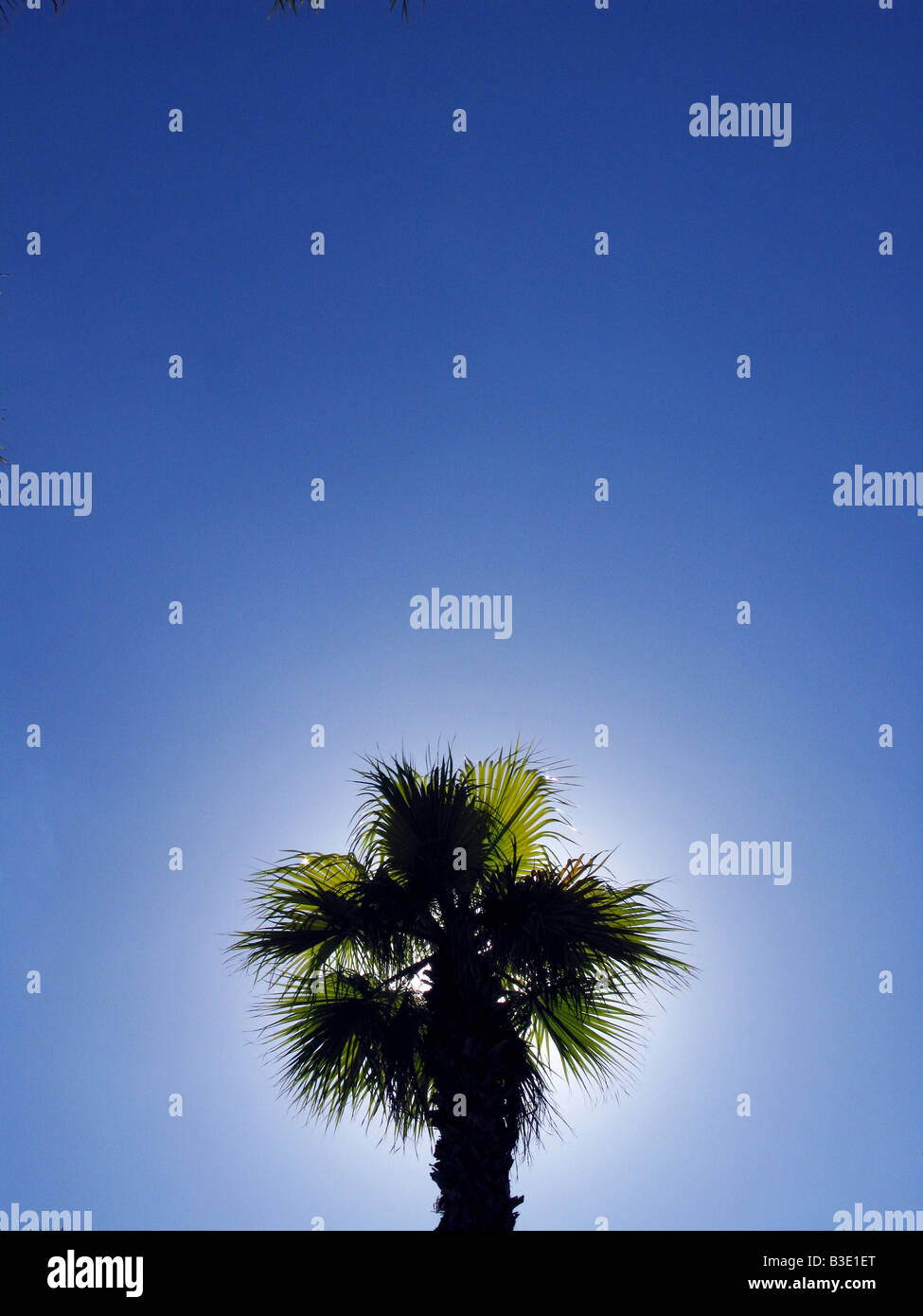 The top of a palm tree in clear blue sky Stock Photo