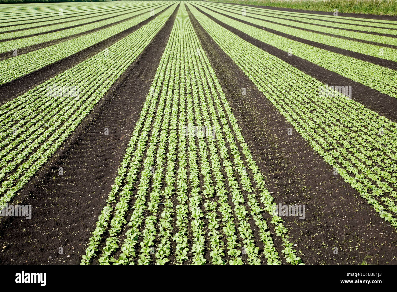 Young radish crops in rows on the Cambridgeshire fens Stock Photo