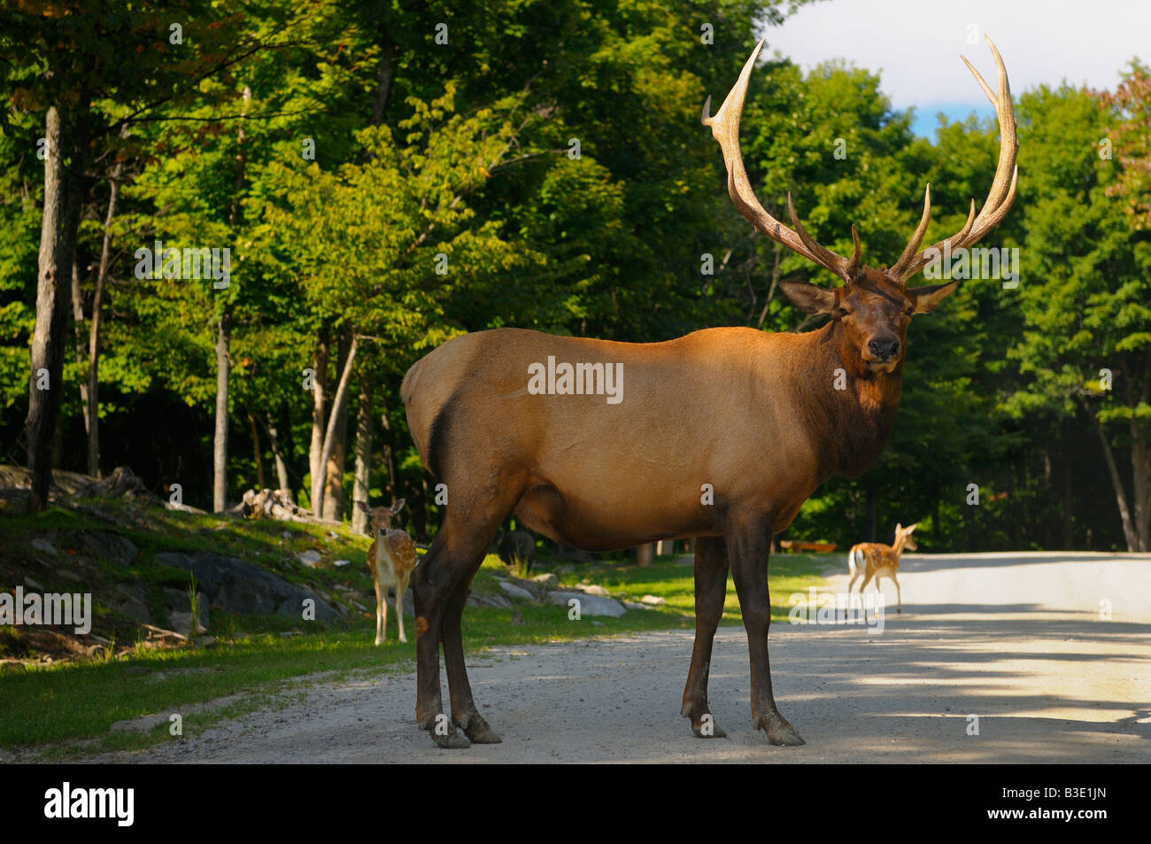 Large Wapiti Stag with antlers blocking the road at nature preserve Omega Park in Quebec Stock Photo