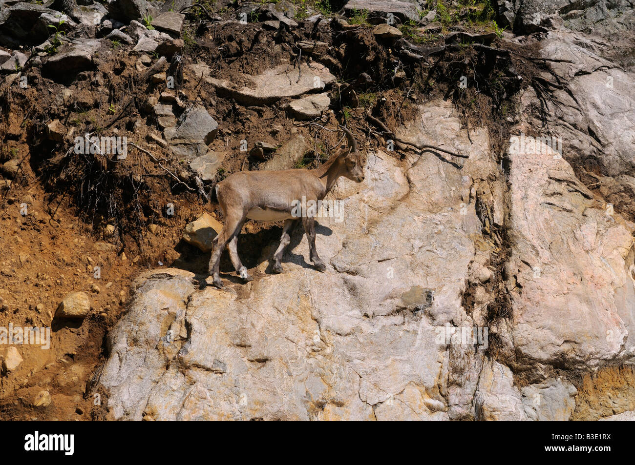 Alpine Ibex mountain goat walking on a steep rock cliff in Omega Park Quebec Canada Stock Photo