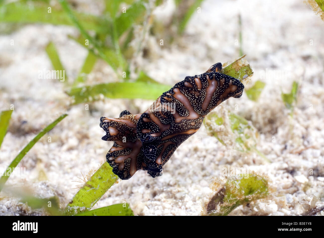 Brown flatworm with pink stripes and yellow spots under water Stock Photo