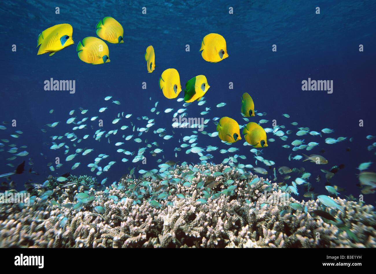 Golden butterflyfish and Blue green chromis over coral reef Red Sea Egypt Stock Photo