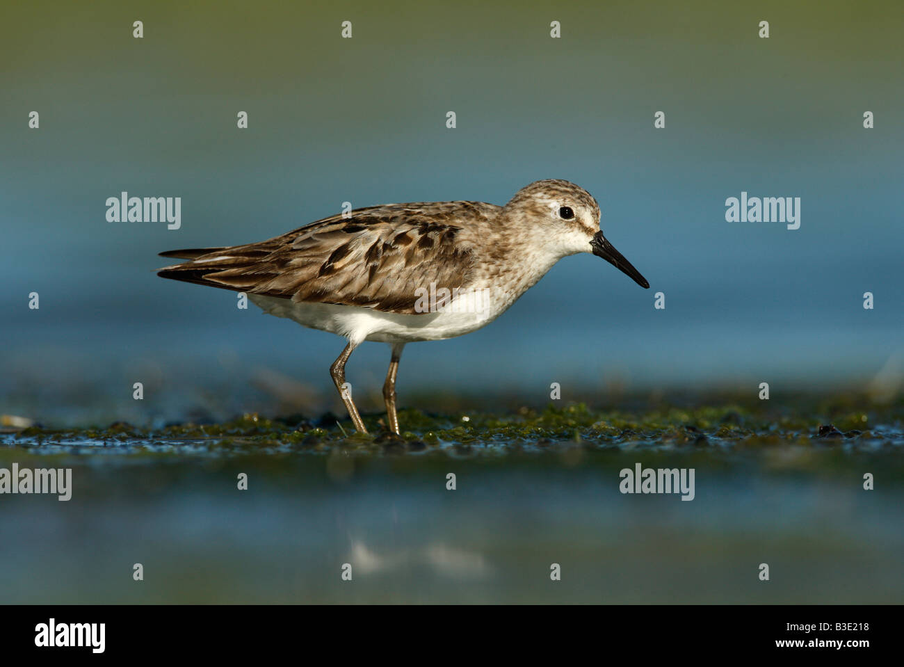 Semipalmated sandpiper Calidris pusilla New York USA summer Stock Photo ...