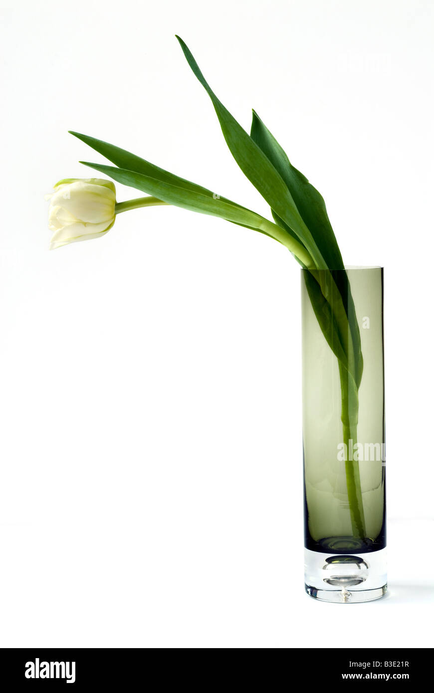 Tall White Tulip In A Long Glass Vase On A White Background Stock