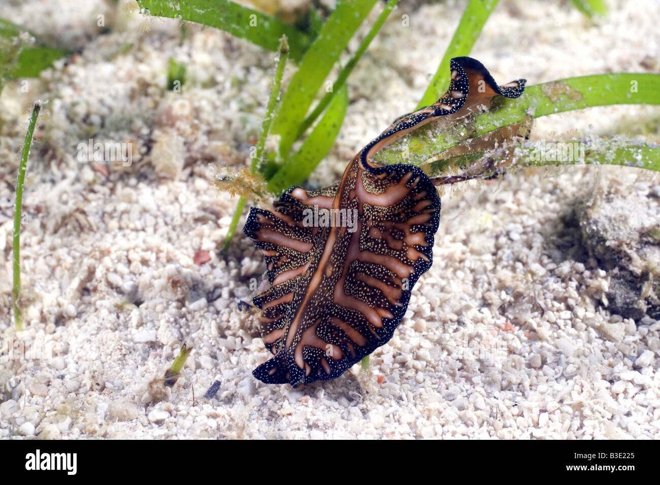 Brown flatworm with pink stripes and yellow spots under water Stock Photo