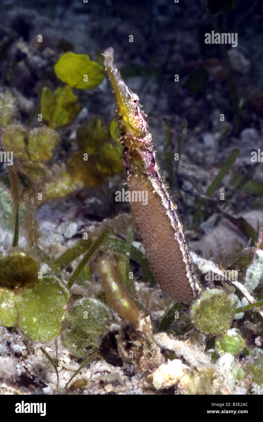 Male Pipefish with eggs under its belly among the sea grass in shallow water Stock Photo