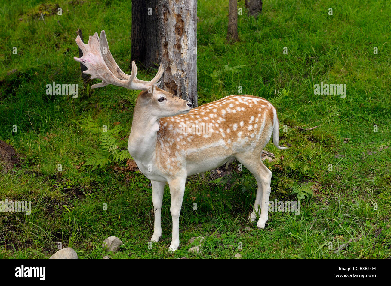 Spotted Male Fallow deer buck with fuzzy antlers looking back in forest of at Park Omega Quebec Stock Photo