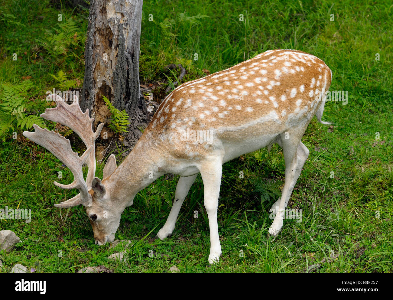 Male Fallow deer buck with fuzzy antlers grazing in the shade at Park