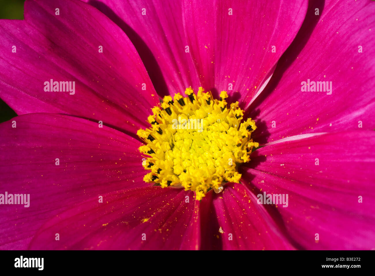 Closeup of a pink Cosmos flower Cosmos bipinnatus This species is considered a half hardy annual August 2008 Stock Photo