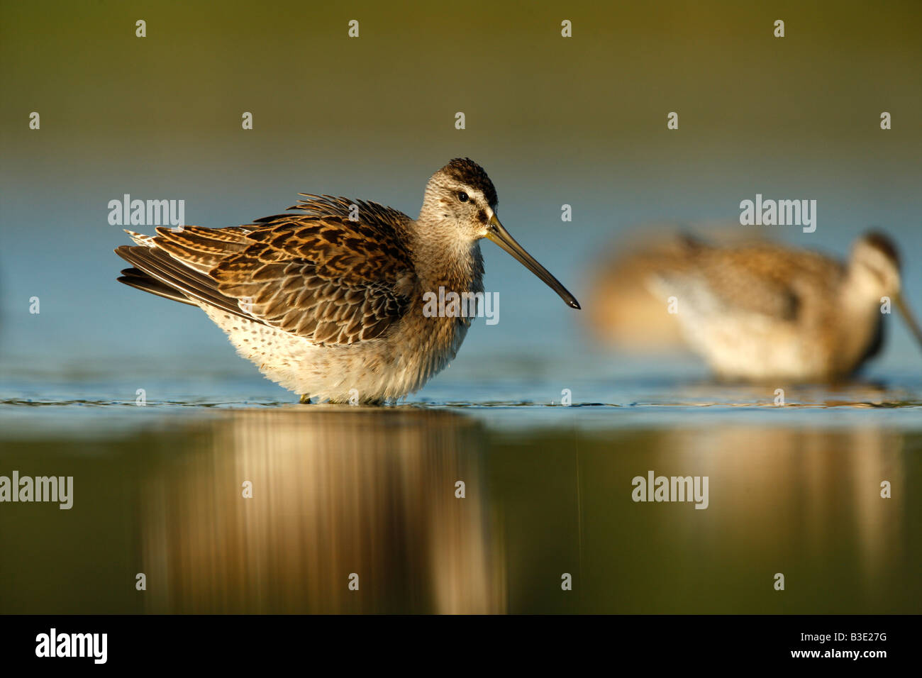 Short billed dowitcher Limnodromus griseus New York USA summer Stock Photo