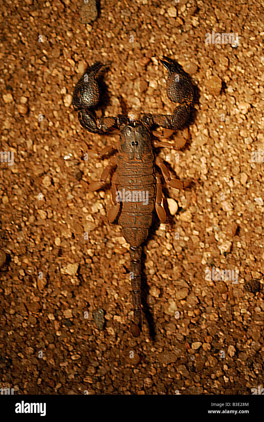 South African Rock Scorpion / Hadogenes troglodytes Stock Photo