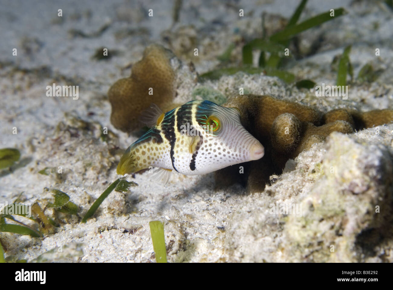 Pufferfish under water Stock Photo