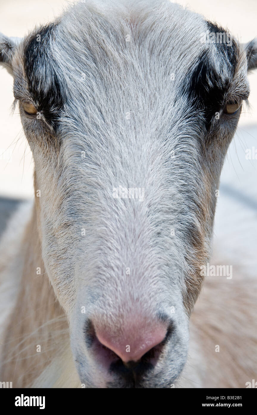 Headshot of a goat, cropped tightly Stock Photo