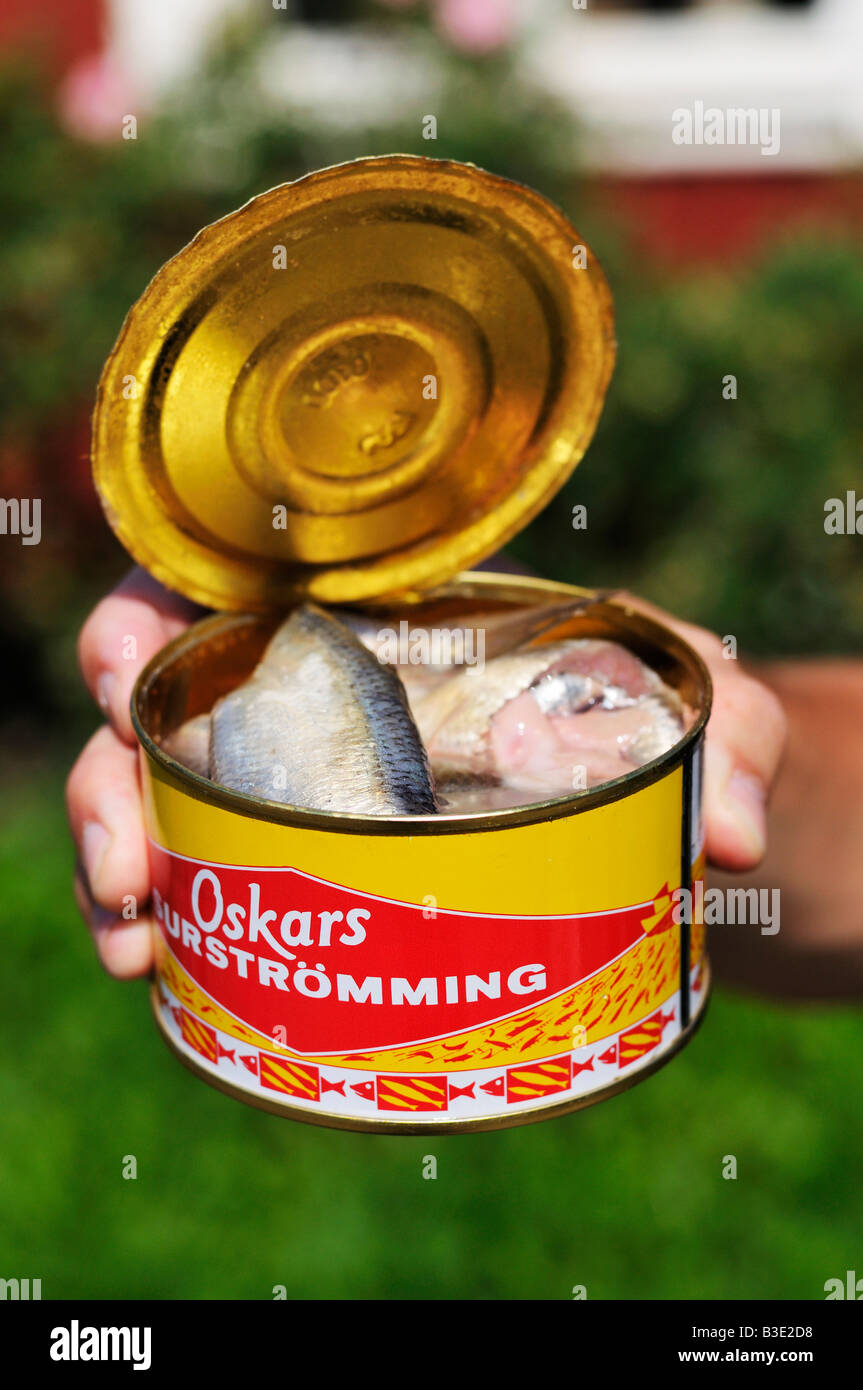 Surstromming Fermented baltic herring in a opened can a Swedish