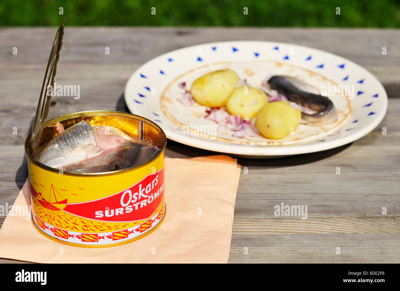 Surstromming Fermented baltic herring in a opened can a Swedish delicacy Stockholms Lan Sweden August 2008 Stock Photo