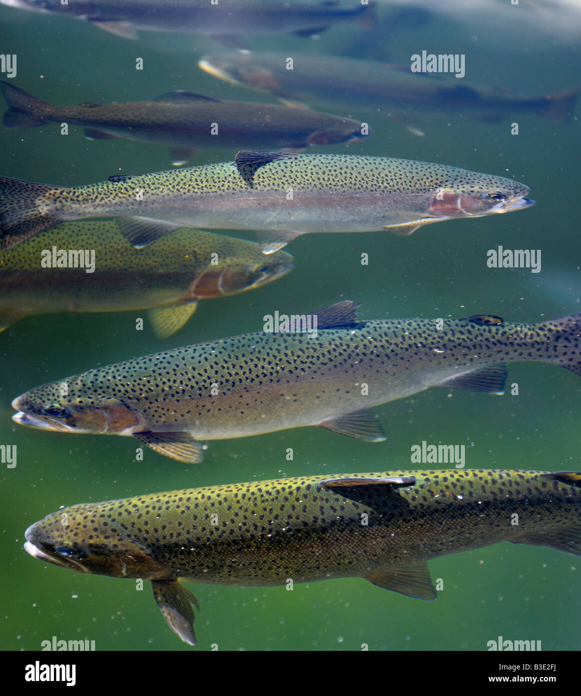 Rainbow Trout swimming on the surface of a clear Lake in Quebec