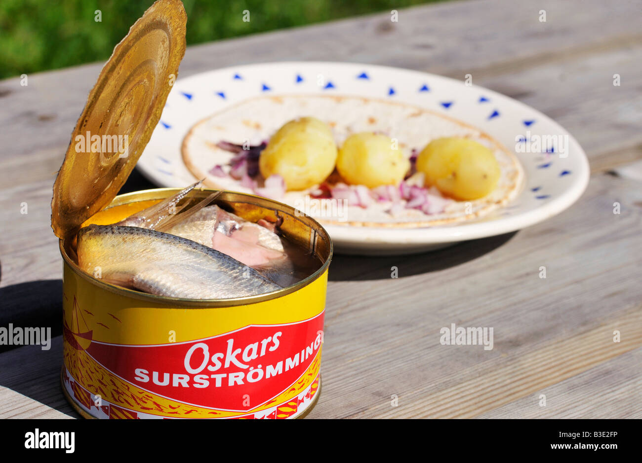 Surstromming Fermented baltic herring in a opened can a Swedish delicacy Stockholms Lan Sweden August 2008 Stock Photo