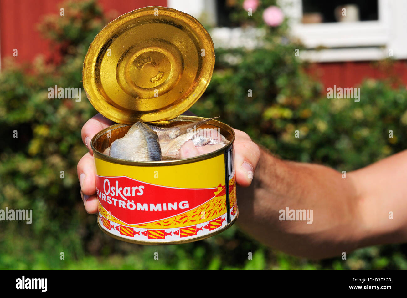 Surstromming Fermented baltic herring in a opened can a Swedish delicacy Stockholms Lan Sweden August 2008 Stock Photo
