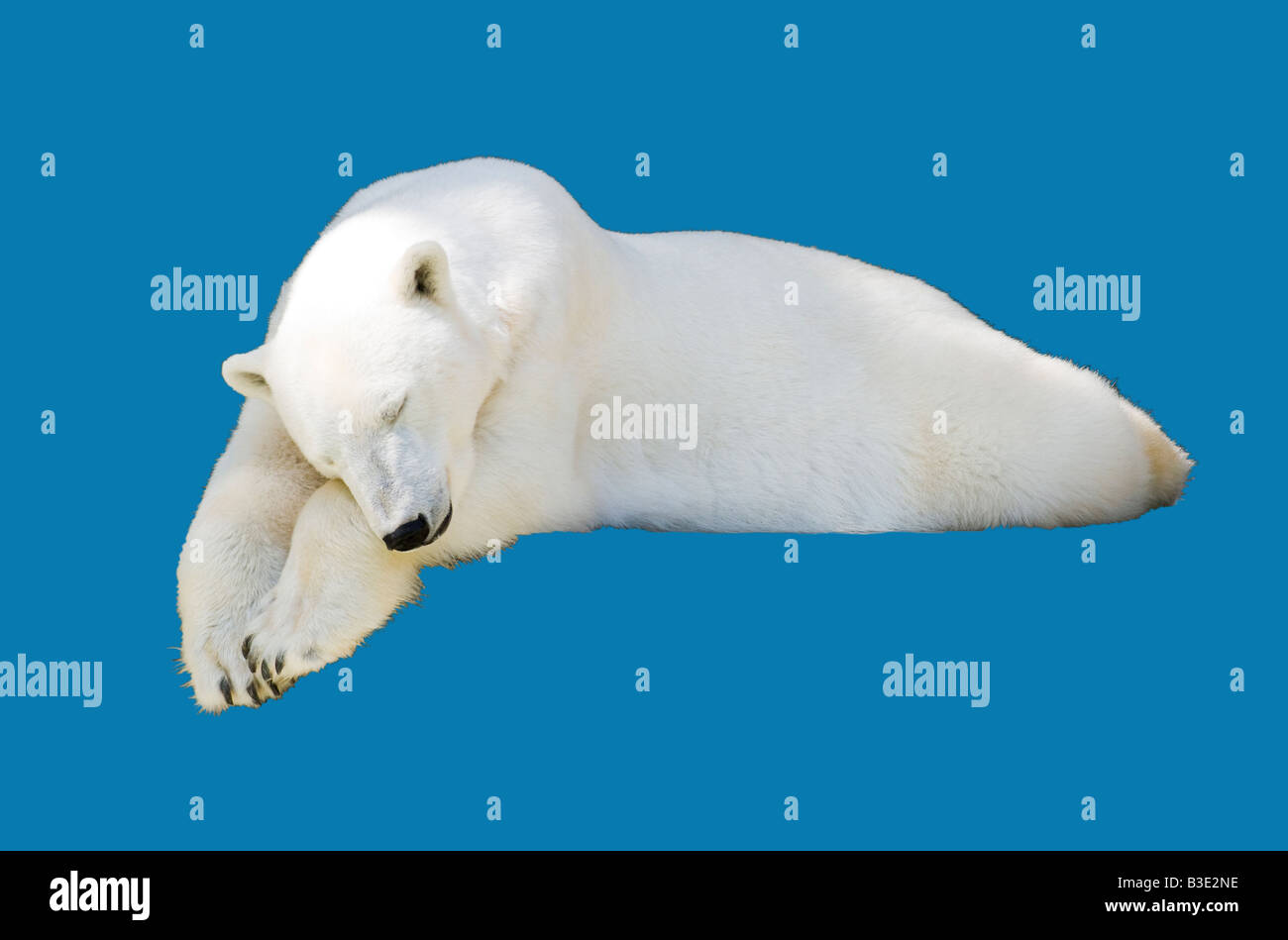 Polar Bear Snoozing Cut-out Stock Photo