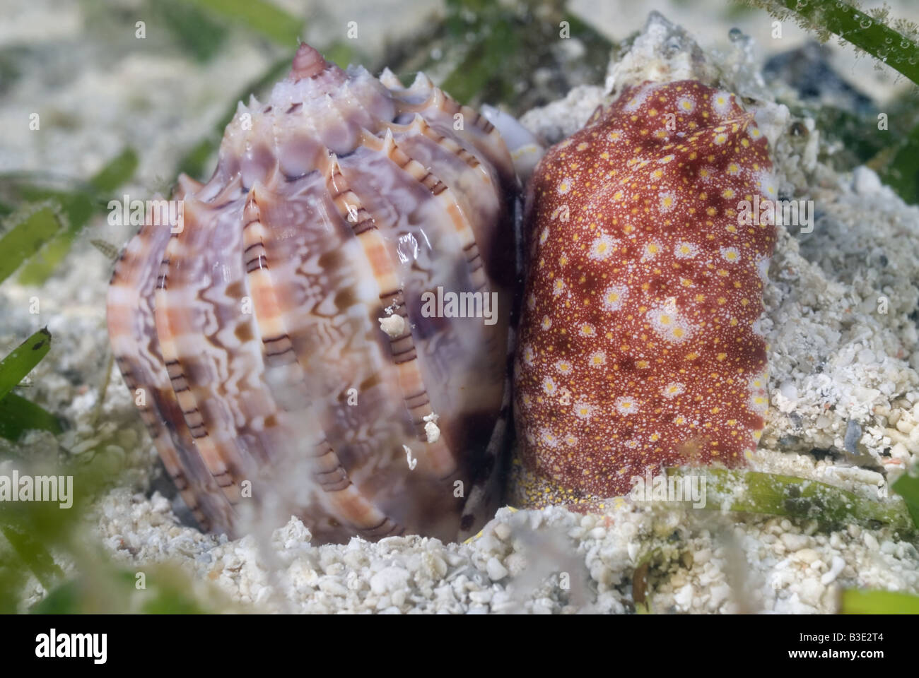 Snail shell digging into the sand bottom under water after catching its prey Stock Photo