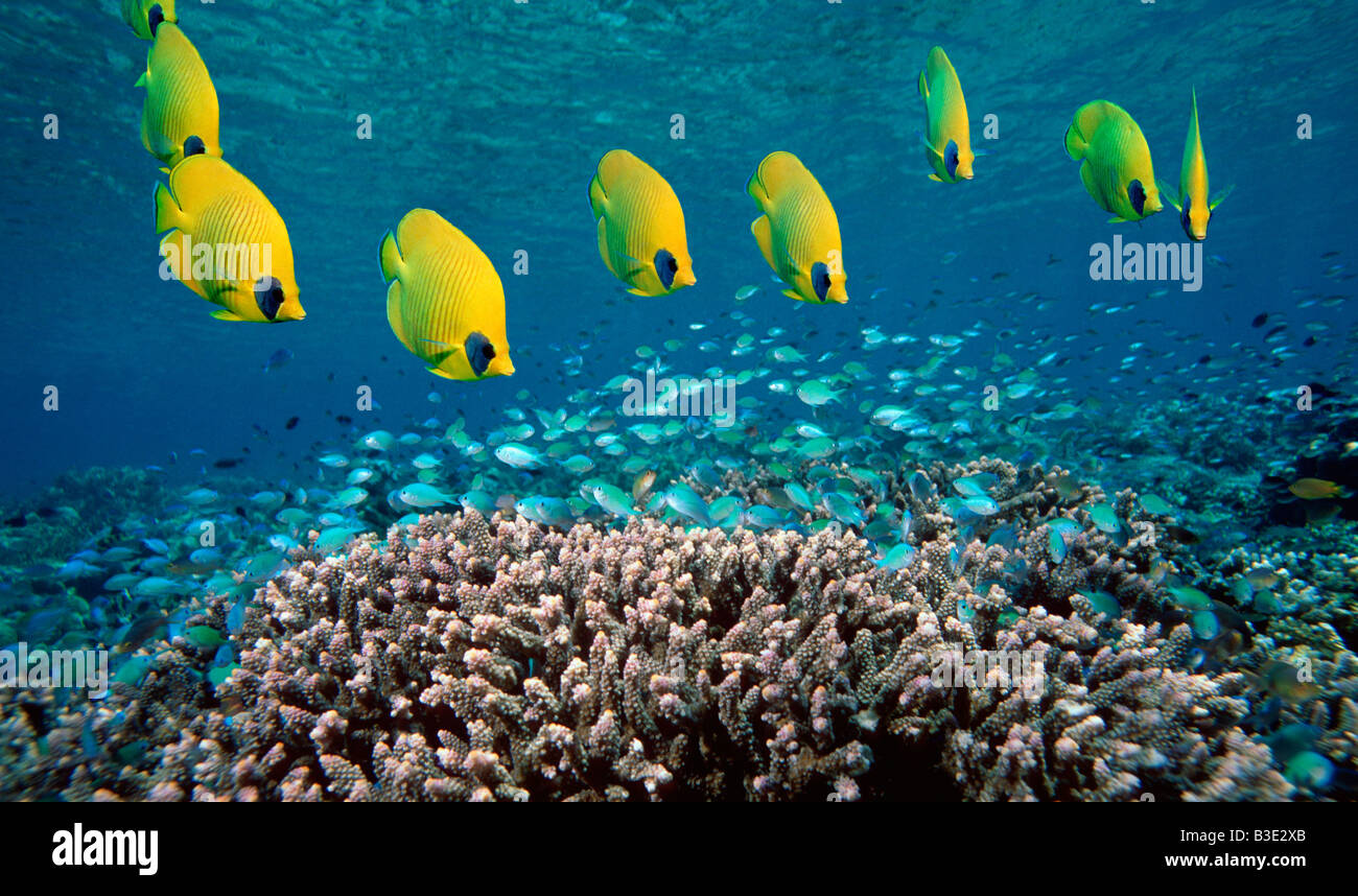 Golden butterflyfish and Blue green chromis over coral reef Red Sea Stock Photo