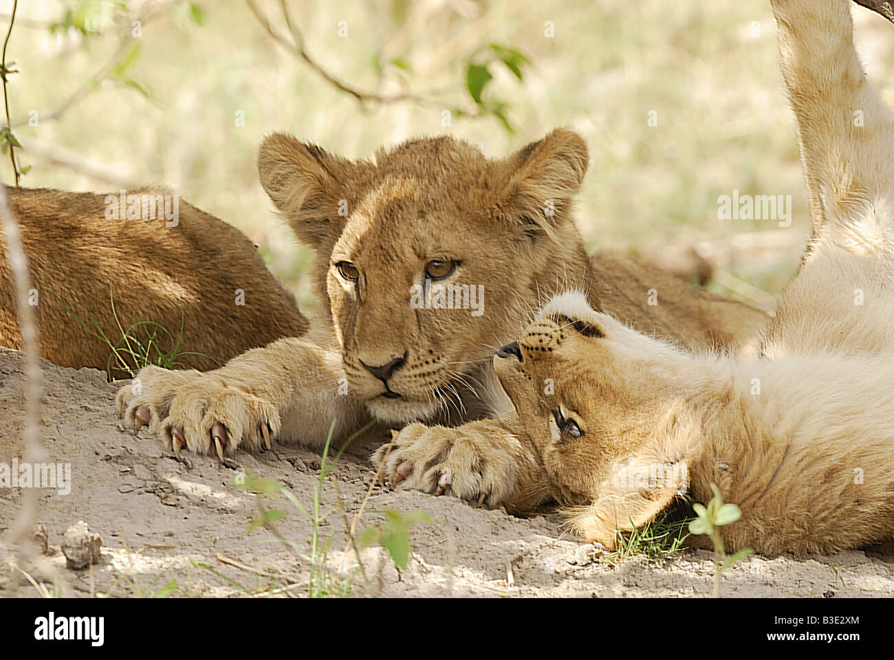 two young lions - lying / Panthera leo Stock Photo - Alamy