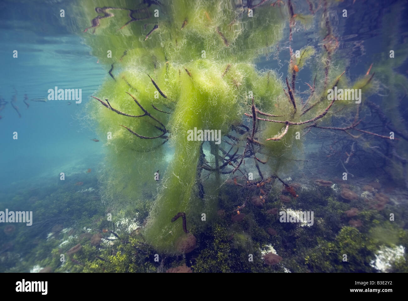 Under water tree formed by mangrove tree branches hanging in the water overgrown with seaweed Stock Photo