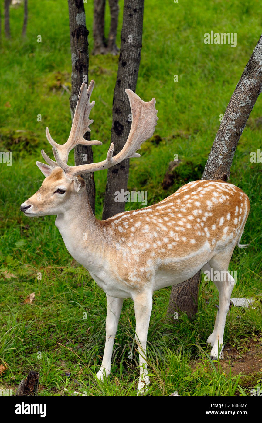 Fallow Deer buck with growing antlers in an open forest at a Quebec nature preserve Omega Park Stock Photo