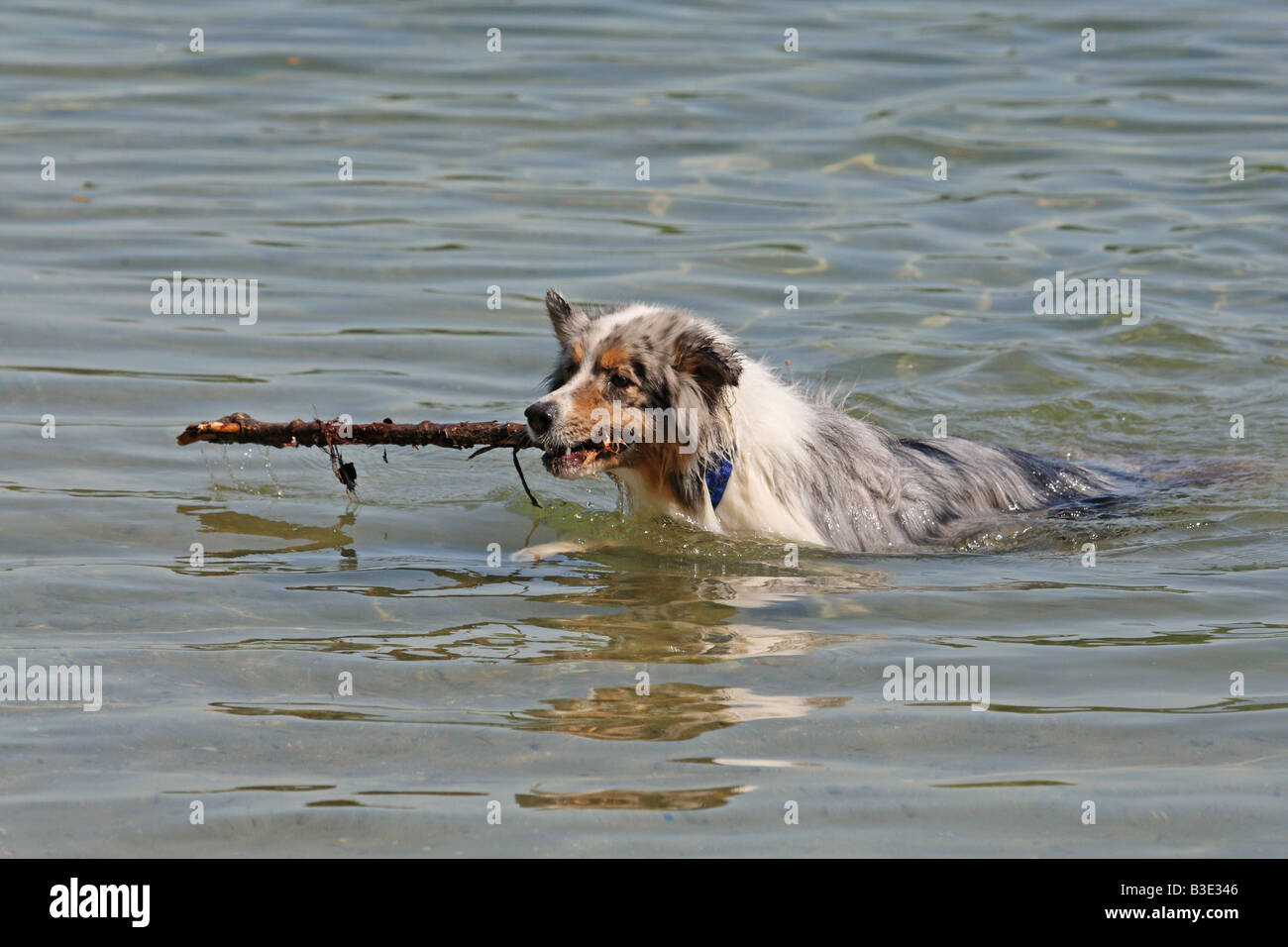 Australian Shepherd swimming Stock Photo Alamy