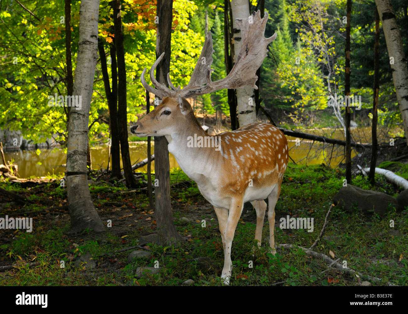 Spotted Male Fallow Deer with growing antlers in a forest by a river in a Quebec nature preserve Stock Photo