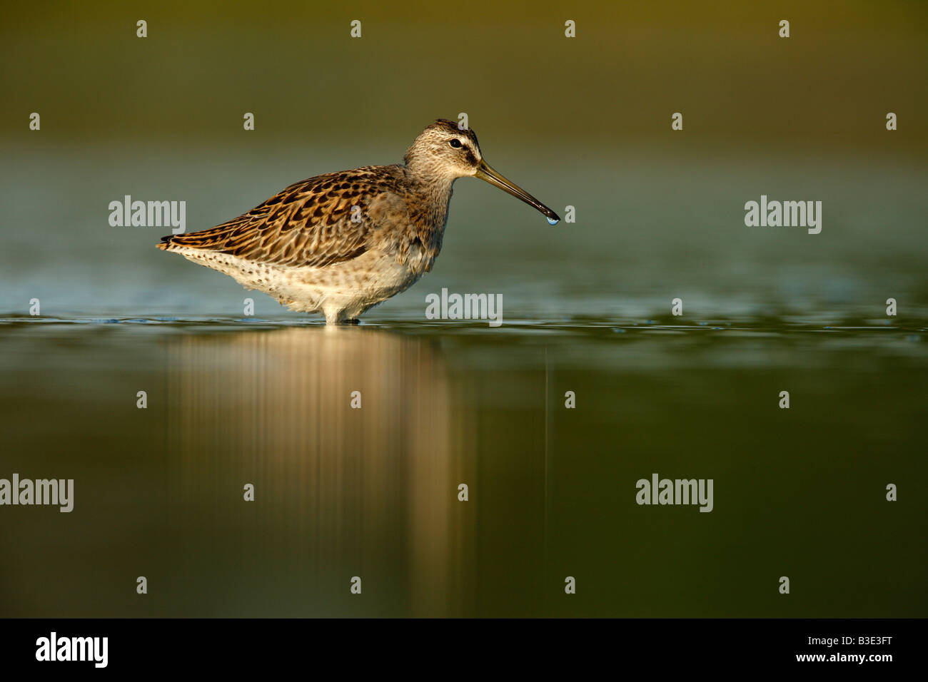 Short billed dowitcher Limnodromus griseus New York USA summer Stock Photo