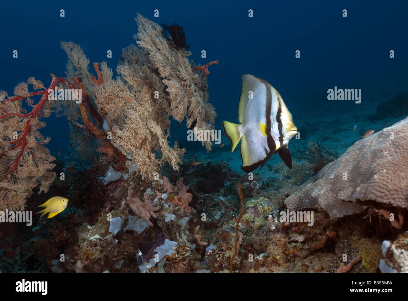 Batfish swimming next to a gorgonians over the coral reef with blue ...