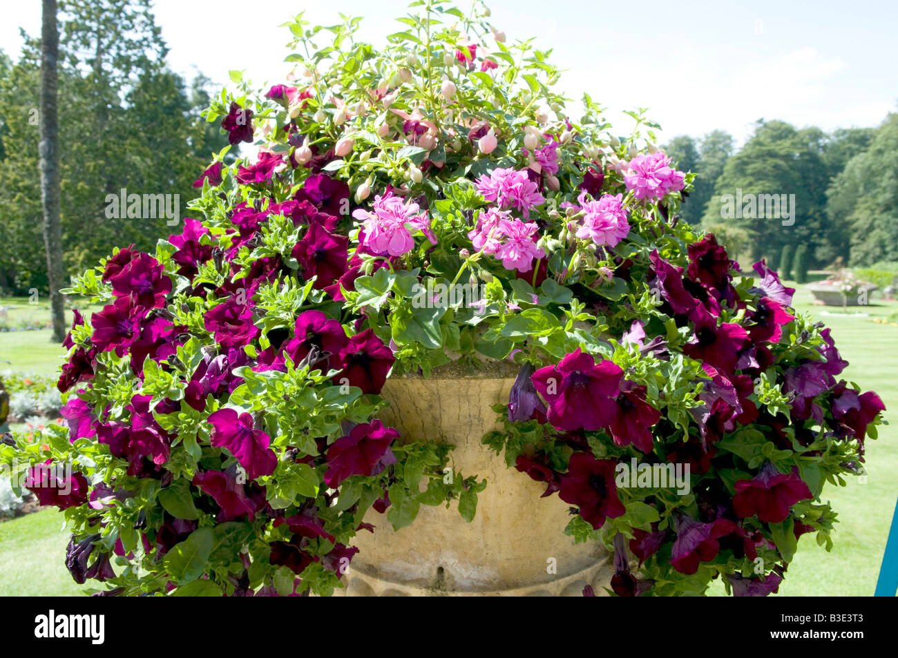 Summer Flower Display Stock Photo